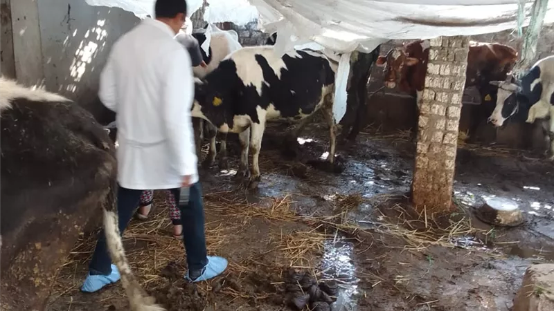 تحصين 150 ألف رأس ماشية بالغربية ضد الحمى القلاعية والوادي المتصدع
