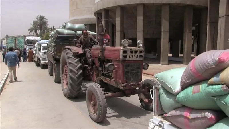نجاح توريد 136 ألف طن قمح بسوهاج واستبعاد الكميات غير المطابقة للمواصفات