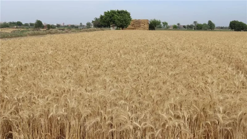 الزراعة: توريد القمح يتجاوز 3.5 مليون طن.. والطماطم تنخفض قريبا