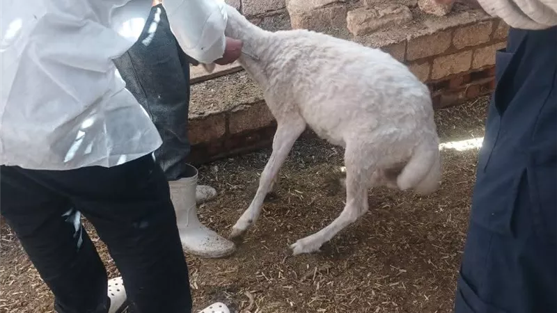 تحصين الحيوانات ضد الحمى القلاعية والوادي المتصدع بقرية الرائد في السويس