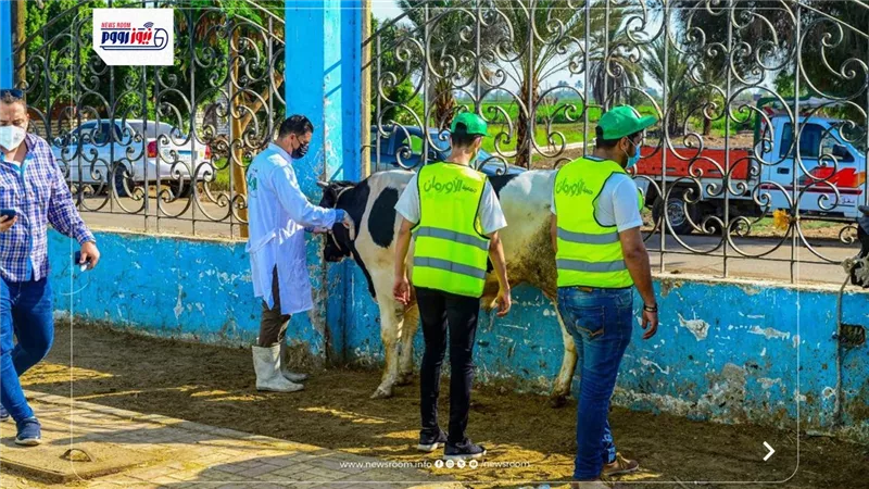خطة موسعة لتوزيع لحوم الأضاحي على الأسر الأكثر احتياجًا بقرى المنيا