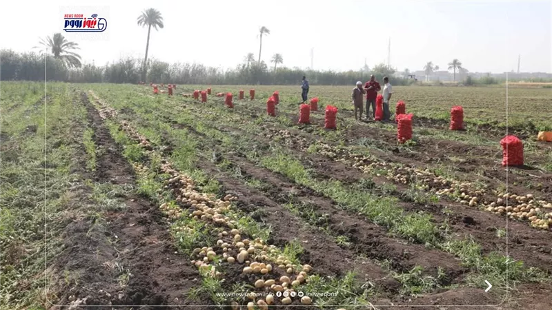 «44 ألف فدان بطاطس بالمنيا».. محصول ذهبي يغزو 90 دولة ويدعم الأمن الغذائي بمصر