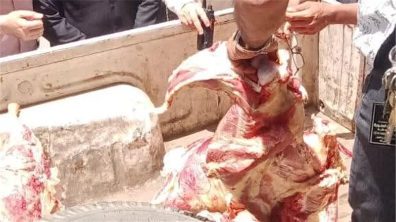 ضبط 150 كم لحوم مذبوحة خارج السلخانة بمدينة قويسنا بالمنوفية