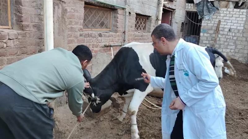 تحصين 210 آلاف رأس ماشية بالغربية لمواجهة الحمى القلاعية وحمى الوادي المتصدع