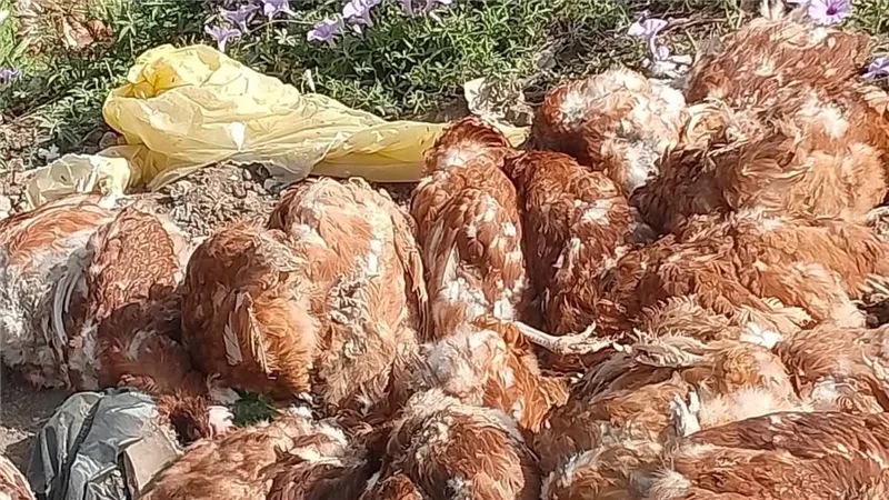 بلاغ بالعثور على دواجن نافقة على طريق تلا بالمنوفية
