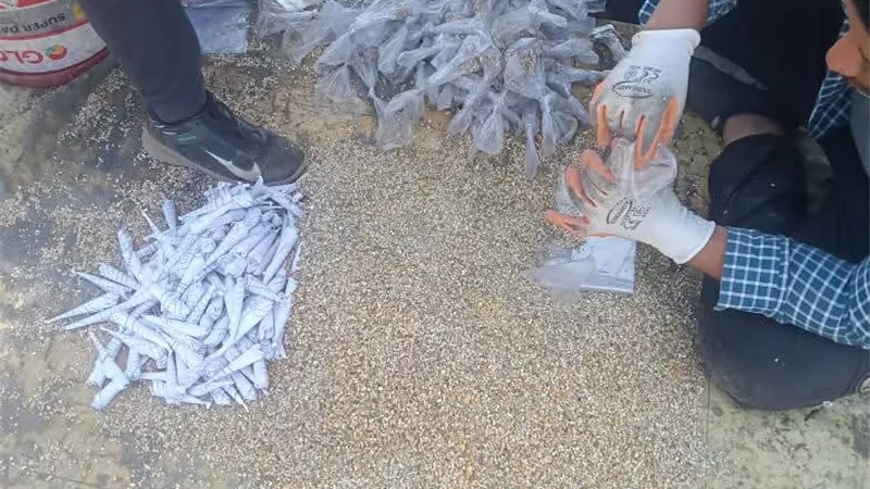 زراعة سوهاج تنفذ حملة قومية لمكافحة القوارض عقب إزالة المحاصيل الشتوية
