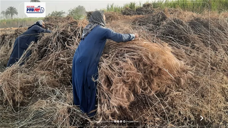 الذهب الأصفر.. 334 ألف طن قمح بالمنيا منذ انطلاق موسم التوريد 2026