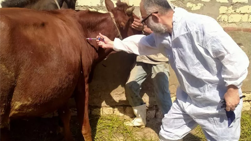 بحوث الصحراء يوزّع 30 كبشًا برقيًا محسّنًا وأعلافًا مجانية بسيوة