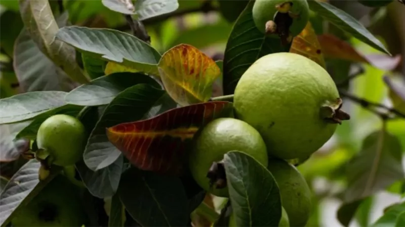     10 فوائد صحية لمضغ أوراق الجوافة على الريق لن تتوقعي تأثيرها