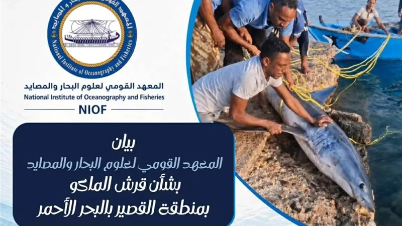 المعهد القومي لعلوم البحار ينتقد صيد قرش الماكو بالقصير ويحذر من الفوضى