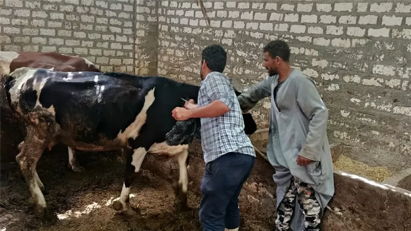 محافظ أسيوط: تحصين 35 ألف رأس ماشية من الحمى القلاعية وحمى الوادي المتصدع