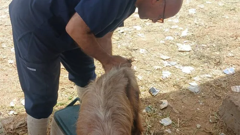 الطب البيطري بالسويس يواصل متابعة أسواق الحيوانات الحية بسوق قرية الألبان