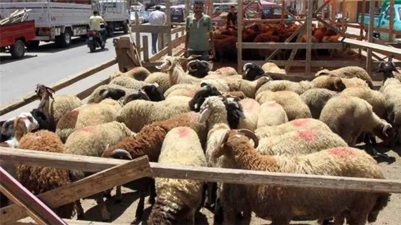 عيد الأضحى 2026.. شروط وضوابط إقامة الشوادر في الشوارع