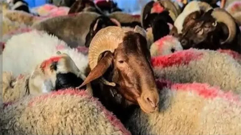 استعدادًا لعيد الأضحى.. تموين الأقصر تعلن الطوارئ وتكثف الرقابة على الأسواق 