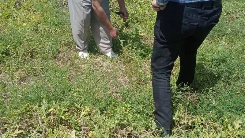 الزراعة: أزمة بطيخ بلطيم تنحصر في 7.5 فدان فقط وبسبب أخطاء مزارعين