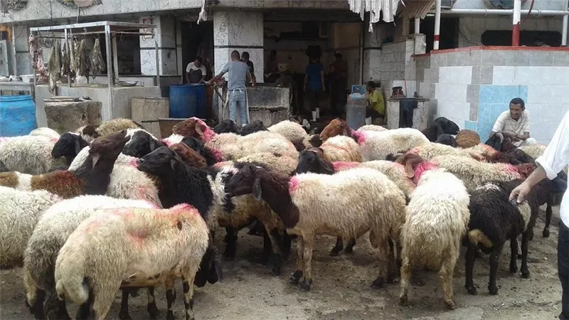 جهود مكثفة لتوفير الأضاحي وتوزيع اللحوم في عيد الأضحى|فيديو
