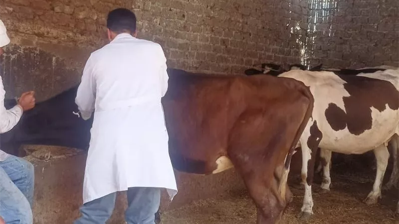 تحصين 244 ألف رأس ماشية بالغربية ضمن الحملة القومية لمواجهة الحمى القلاعية 
