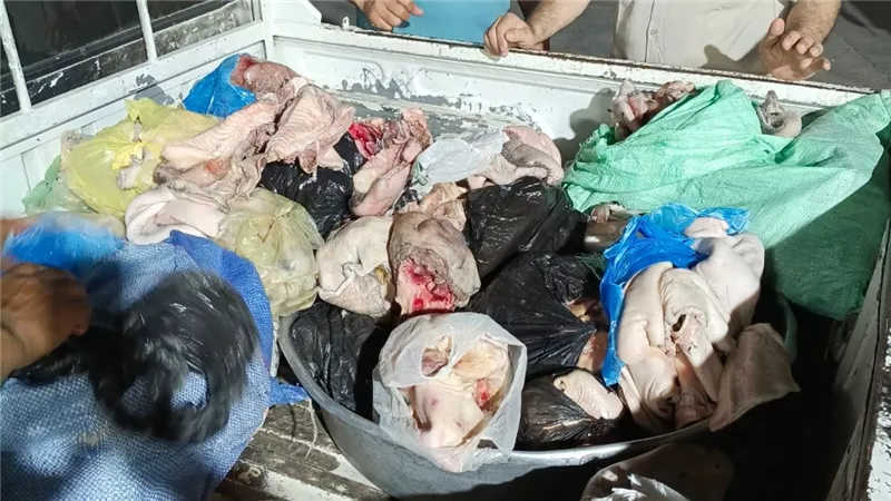 ضبط نصف طن لحوم غير صالحة للاستهلاك الآدمى بالمنوفية                 