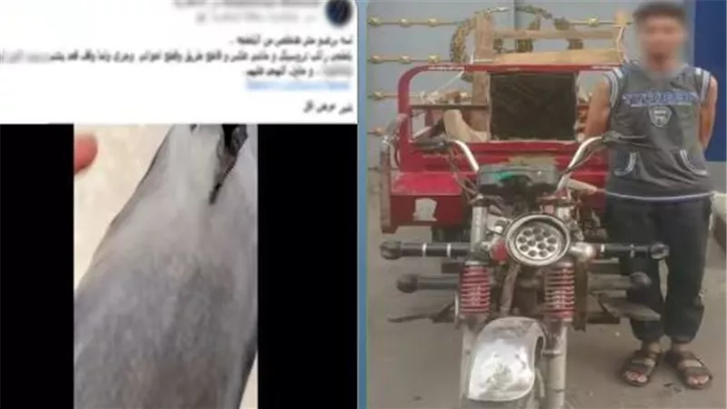 ضبط سائق تروسيكل أصاب شخصين بعد سيره عكس الاتجاه بالإسكندرية