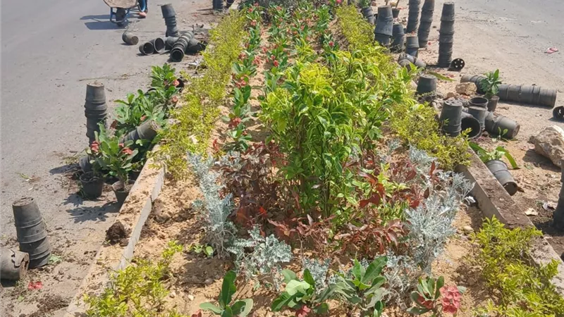 دعمًا لجودة الحياة.. الحكومة تنتهي من زراعة أكثر من 200 ألف شجرة بالمحافظات