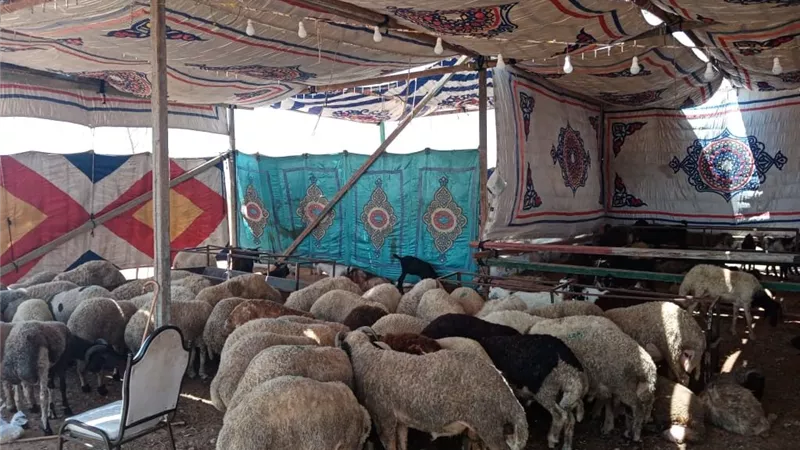 استعدادات عيد الأضحى.. الجيزة تمنع شوادر الماشية بالأرصفة والميادين العامة
