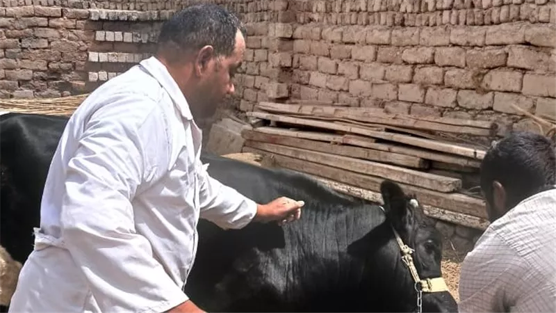تحصين 47 ألف رأس ماشية خلال 4 أسابيع من الحمى القلاعية والوادي المتصدع