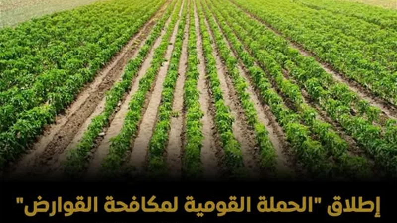 وزارة الزراعة تطلق حملة موسعة لمكافحة القوارض لحماية المحاصيل والأمن الغذائي