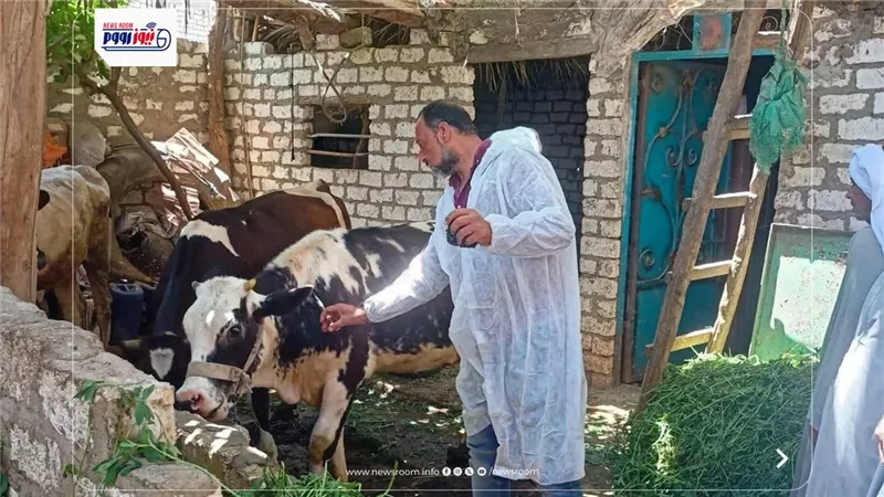 الطب البيطري بالشرقية يجري مسحاً تناسلياً لـ5342 رأس ماشية خلال مايو