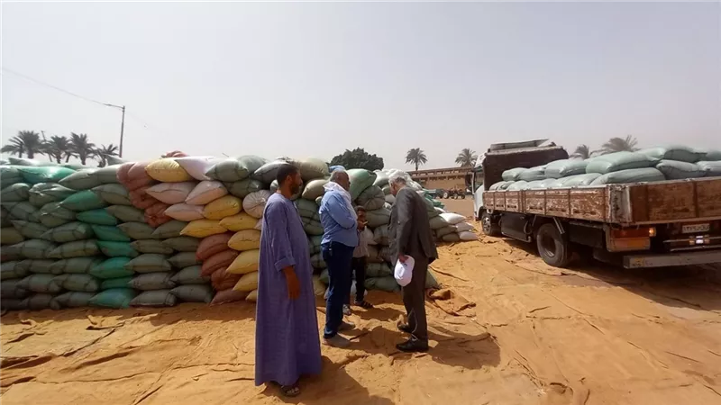 محافظ أسيوط: توريد 191 ألفًا و459 طن قمح محلي منذ بدء الموسم والانتهاء من حصاد
