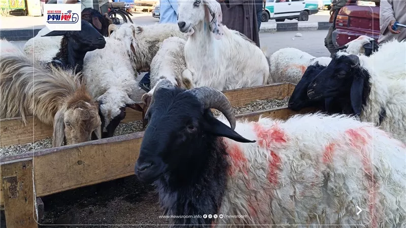 الكيلو بـ 250 جنيه.. ركود في أسعار الخراف والأغنام بأسواق الفيوم