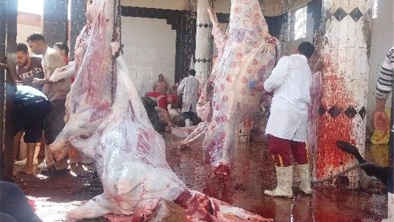 «لحوم آمنة ومجازر جاهزة».. جهود مكثفة بالشرقية استعداداً لعيد الأضحى المبارك