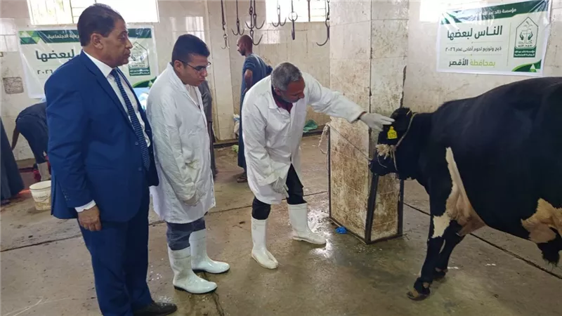 ذبح 40 عجلًا بالمجان بمجازر الأقصر وتوزيع اللحوم على 8 آلاف أسرة مستحقة