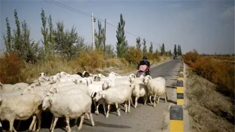 براتب 1178 دولارًا.. وظيفة راعي أغنام في منغوليا تتحول إلى ترند في الصين