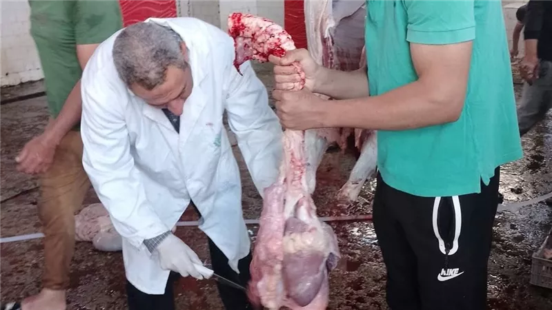 متابعة أعمال الذبح والكشف على اللحوم بمجزر كفر البطيخ أول أيام العيد