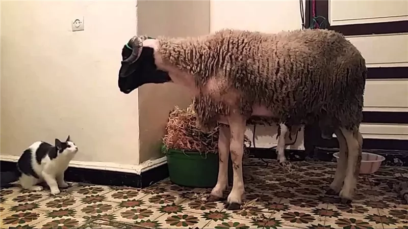 لسبب صادم وغريب.. لماذا تختفي القطط وقت ذبح الأضحية؟