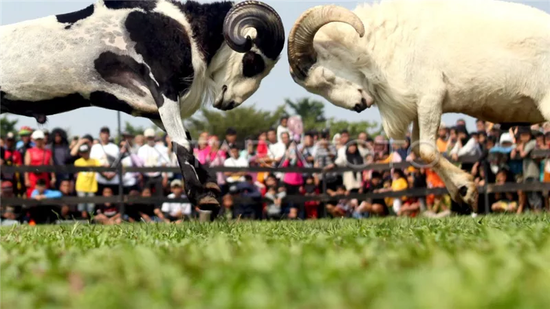 ليس تقديمه كأضحية.. أغرب عادات الشعوب مع الأغنام في العالم
