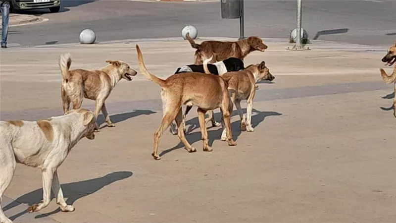 حبس وغرامة تصل لمليون جنيه..عقوبات مخالفة ضوابط اصطحاب الكلاب بالأماكن العامة