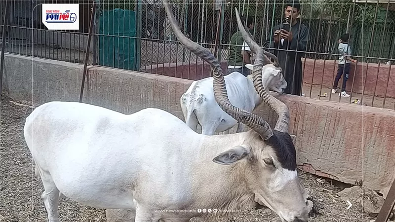 إقبال ضعيف من المواطنين على حديقة حيوان الفيوم في ثاني أيام العيد