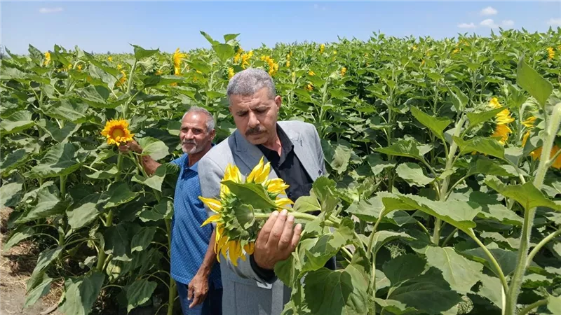 زراعة الإسماعيلية تواصل جولاتها الميدانية لمتابعة حالة المحاصيل وتقديم الدعم
