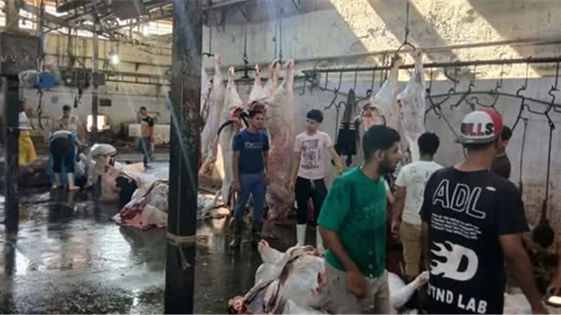 ذبح 4300 أضحية بالمجازر الحكومية خلال أول 3 أيام من عيد الأضحى بالجيزة