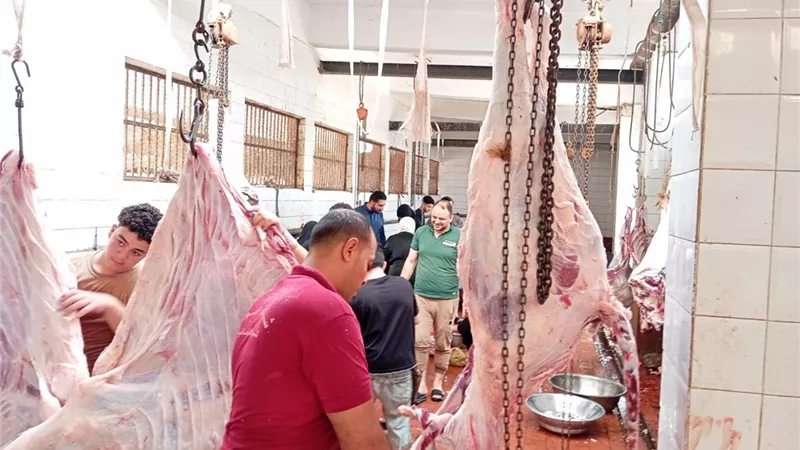  خدمة مجانية.. ذبح 1574 أضحية بالمجازر الحكومية بالغربية في أيام العيد