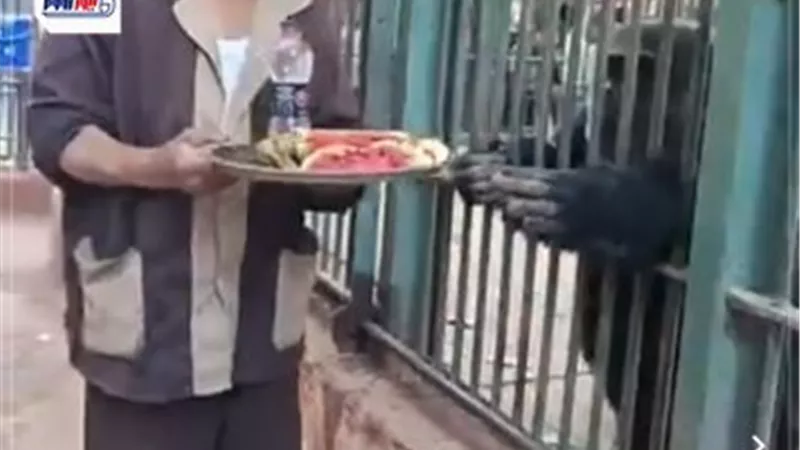 تفاح وأناناس وبطيخ وبرتقال.. وجبة عشاء الشمبانزي