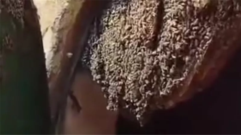 العثور على خلية نحل كبيرة وكميات من العسل داخل قرية كفر عشنا بالمنوفية 