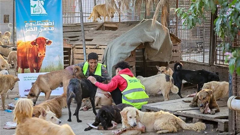 مصر الخير: توجيه جزء من عظام الأضاحي لدعم جمعيات الرفق بالحيوان