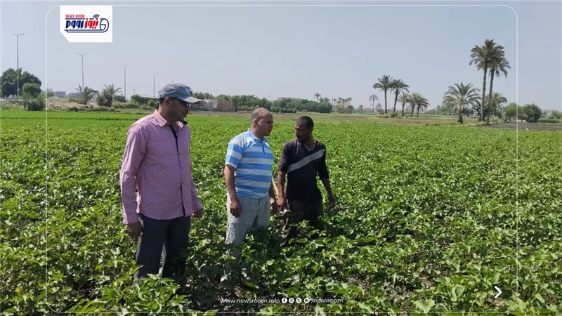 زراعة الفيوم تواصل المرورالميداني على حقول القطن لمتابعة تحميل السمسم 