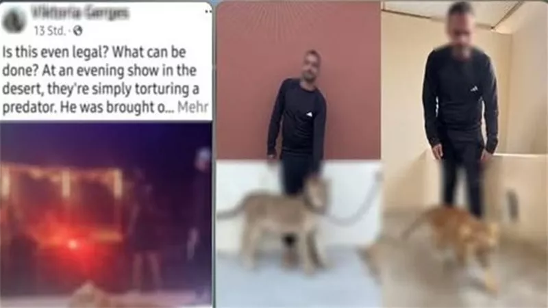 هدفي تحقيق أرباح مادية.. النيابة تحقق مع منظم عروض الأسود بشرم الشيخ