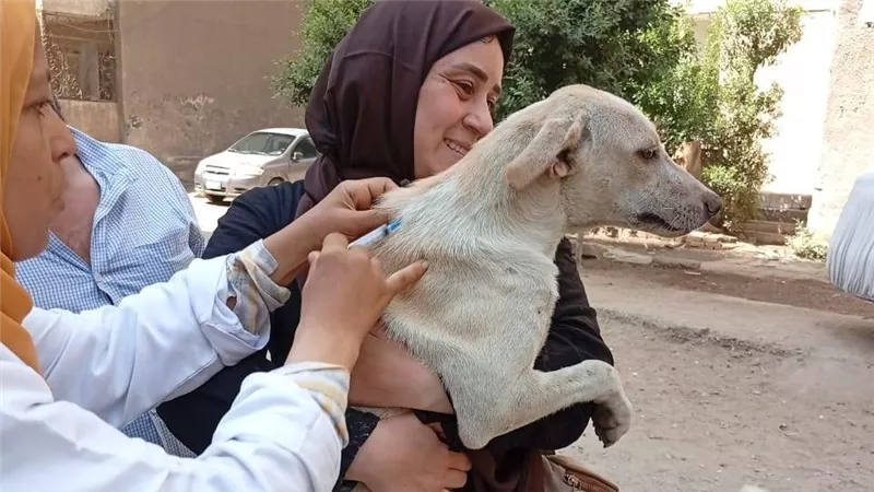 الجيزة تحاصر الكلاب الضالة وتحصن ٧٦٧٤ بشلتر إمبابة 