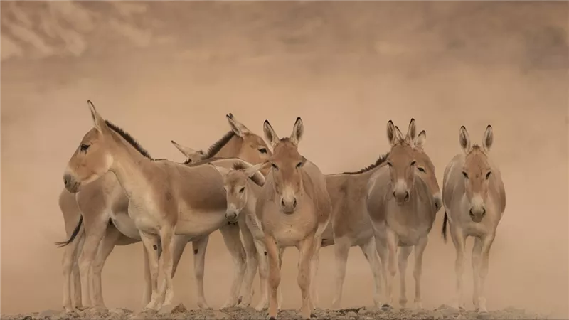 بعد غياب 100 عام.. ولادة أول حمار بري أسيوي على أرض السعودية 