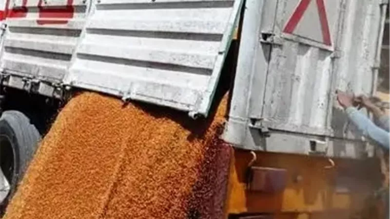 محافظ أسوان توريد 142 ألف و89 طن قمح داخل الصوامع والشون والبناكر