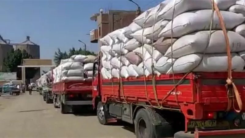 الانتهاء من استقبال ٦٥٧٧٧٠ طن و٤٧٥ كيلو من القمح بالشرقية